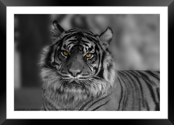 Mesmerizing Gaze of the Endangered Sumatran Tiger Framed Mounted Print by rawshutterbug 