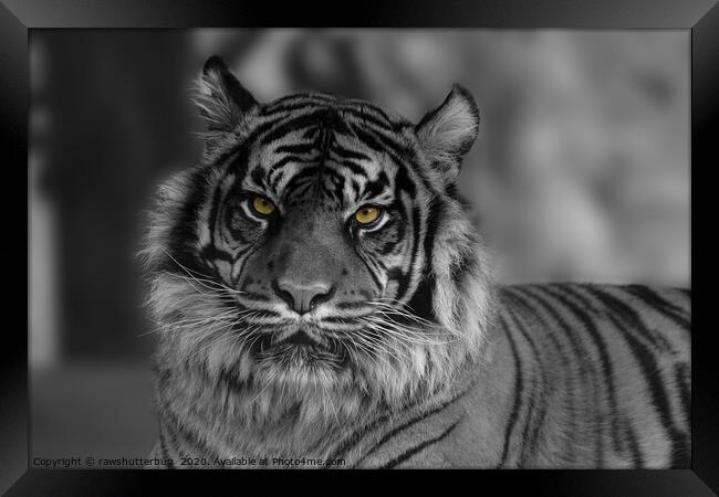 Mesmerizing Gaze of the Endangered Sumatran Tiger Framed Print by rawshutterbug 