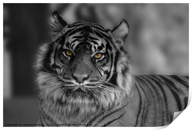 Mesmerizing Gaze of the Endangered Sumatran Tiger Print by rawshutterbug 