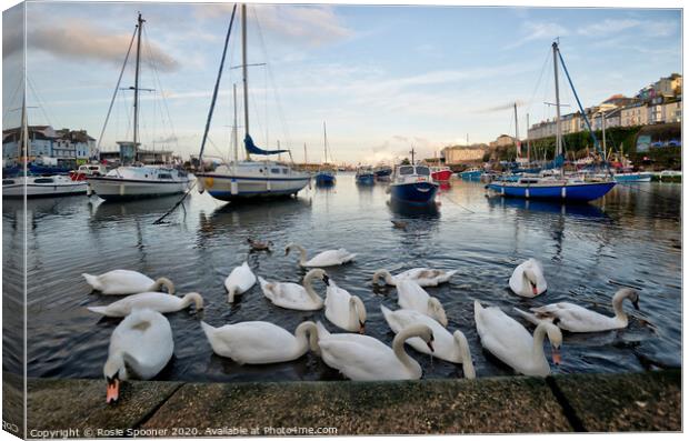 Swans gather at Brixham as the sun goes down Canvas Print by Rosie Spooner