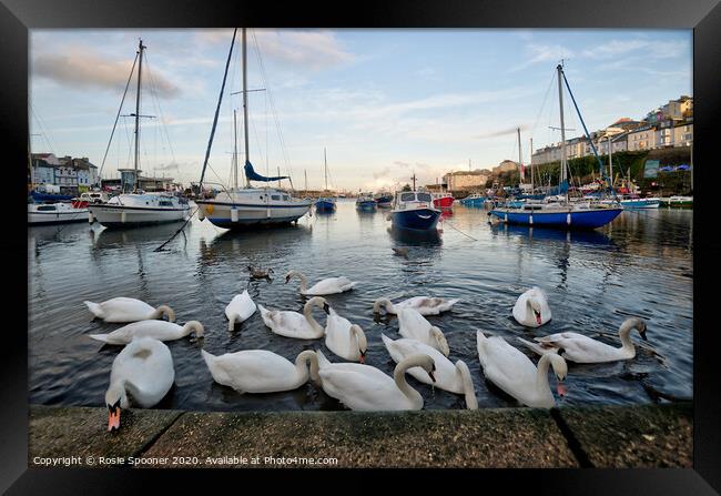 Swans gather at Brixham as the sun goes down Framed Print by Rosie Spooner