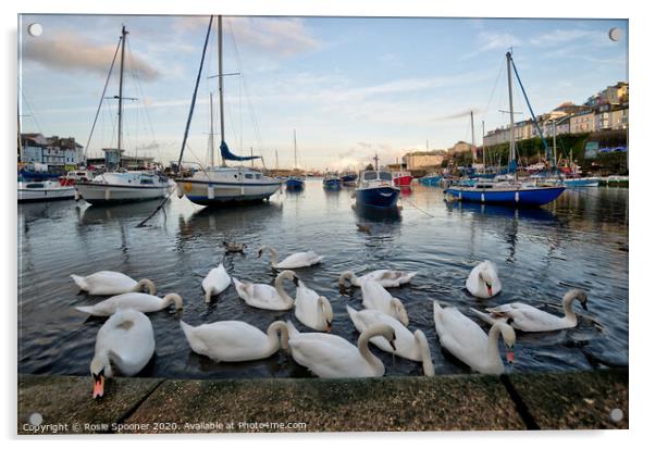 Swans gather at Brixham as the sun goes down Acrylic by Rosie Spooner