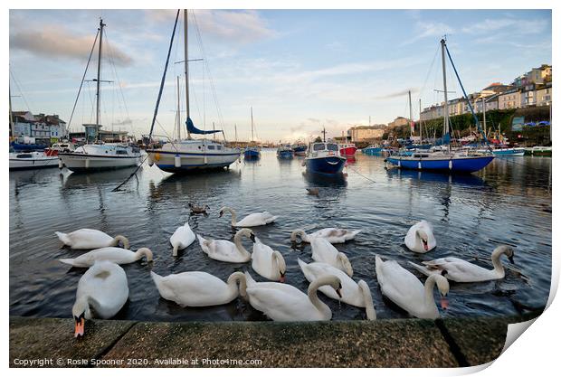 Swans gather at Brixham as the sun goes down Print by Rosie Spooner