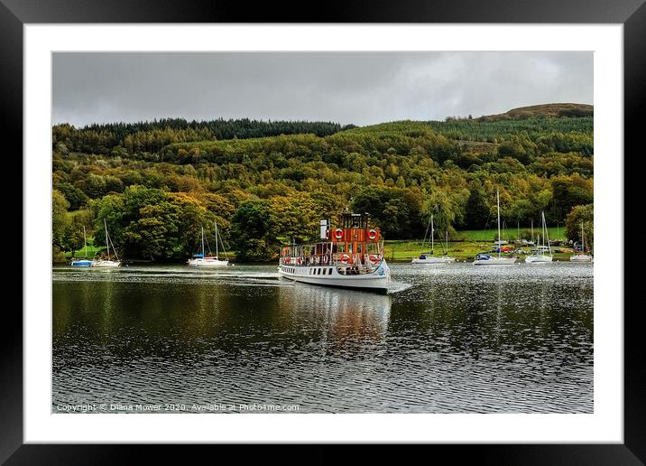 The tern arriving at Lakeside,  Windermere at the  Framed Mounted Print by Diana Mower