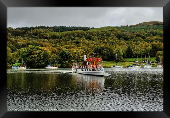 The tern arriving at Lakeside,  Windermere at the  Framed Print by Diana Mower