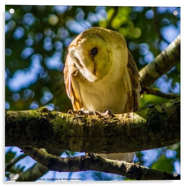 The Barn Owl - Tyto alba Acrylic by Paddy Art