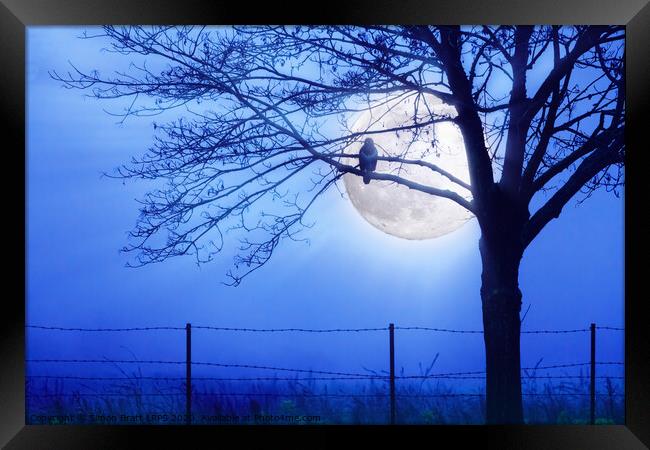 Bird hunting by blue moon light Framed Print by Simon Bratt LRPS