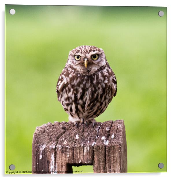 Little Owl Acrylic by Richard Burdon