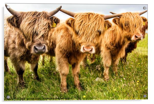 Highland Cattle Acrylic by Janet Burdon