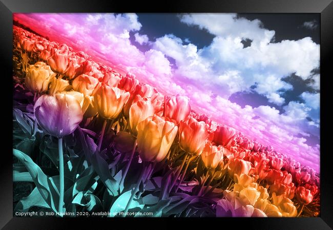 Technicolor Tulips  Framed Print by Rob Hawkins