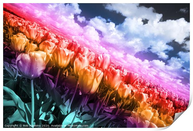 Technicolor Tulips  Print by Rob Hawkins