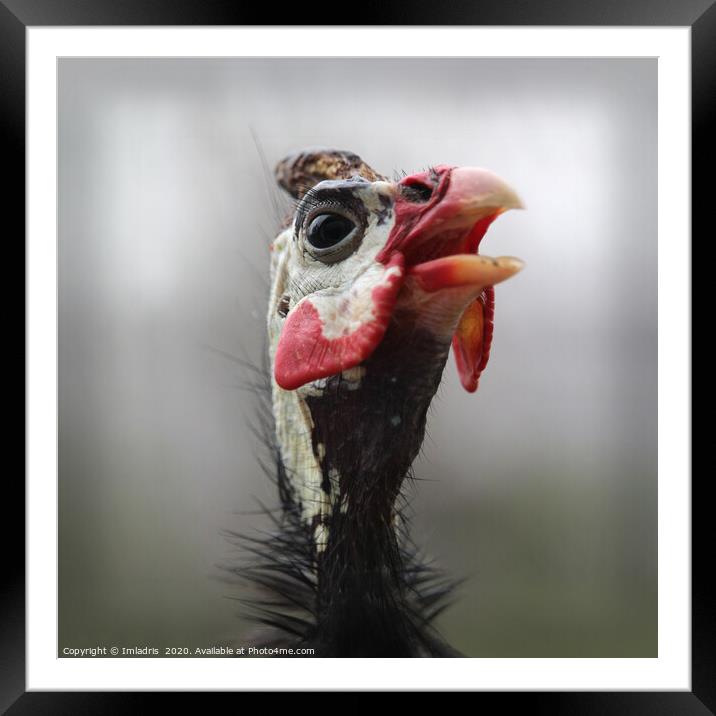 Colorful Helmeted Guinea Fowl Portrait  Framed Mounted Print by Imladris 