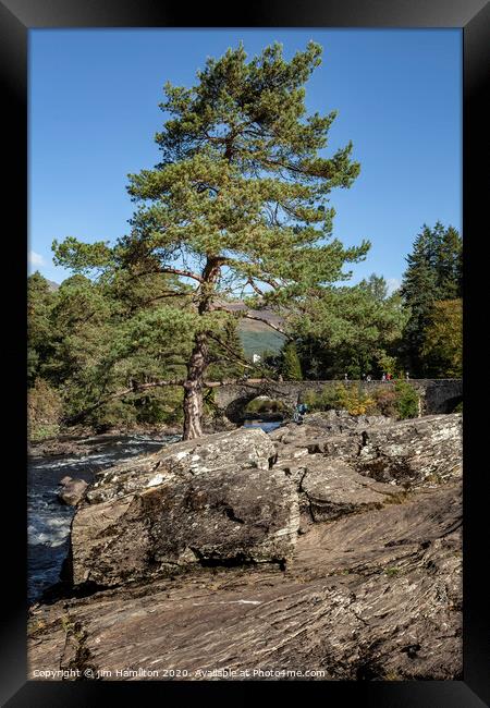 The tree by the River Framed Print by jim Hamilton