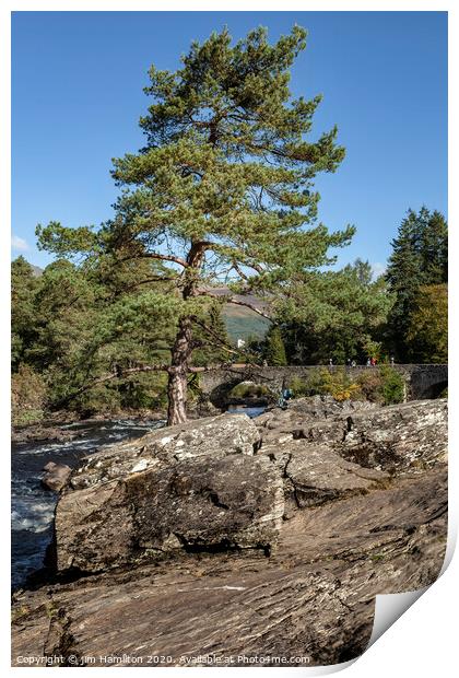 The tree by the River Print by jim Hamilton