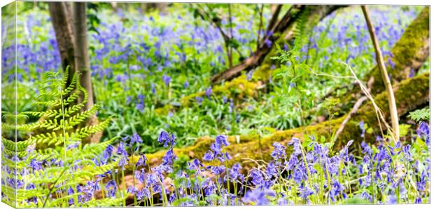 Bluebell Woods - Bluebells in focus in foreground Canvas Print by Dave Carroll