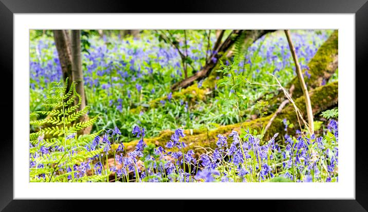 Bluebell Woods - Bluebells in focus in foreground Framed Mounted Print by Dave Carroll