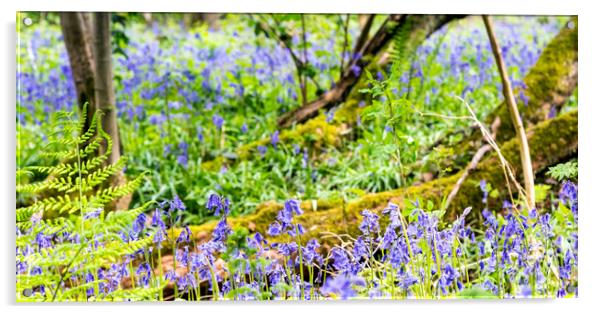 Bluebell Woods - Bluebells in focus in foreground Acrylic by Dave Carroll
