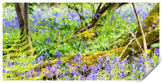 Bluebell Woods - Bluebells in focus in foreground Print by Dave Carroll