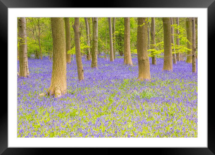 Bluebell Woods - Carpet of Bluebells Framed Mounted Print by Dave Carroll