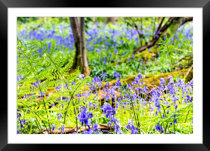 Bluebell Woods : Ferns in focus in foreground Framed Mounted Print by Dave Carroll