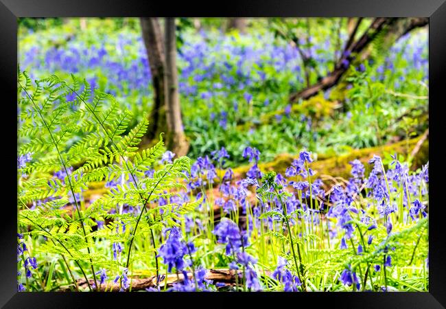 Bluebell Woods : Ferns in focus in foreground Framed Print by Dave Carroll
