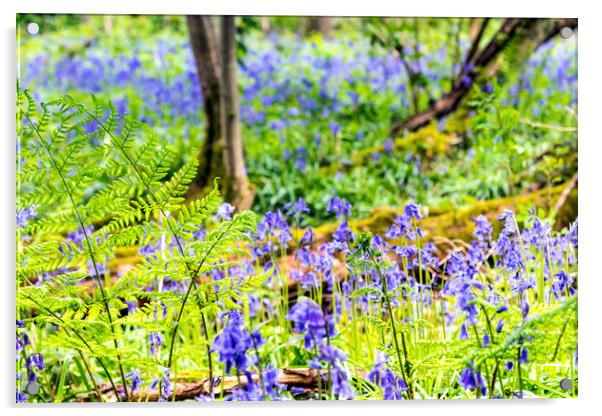 Bluebell Woods : Ferns in focus in foreground Acrylic by Dave Carroll