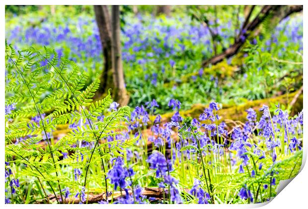 Bluebell Woods : Ferns in focus in foreground Print by Dave Carroll