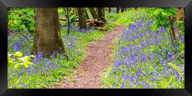 Path to summer... Framed Print by Dave Carroll