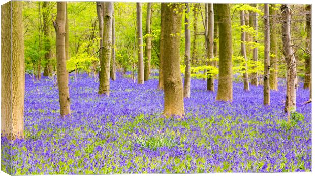 Bluebell Woods - Carpet of Bluebells Canvas Print by Dave Carroll