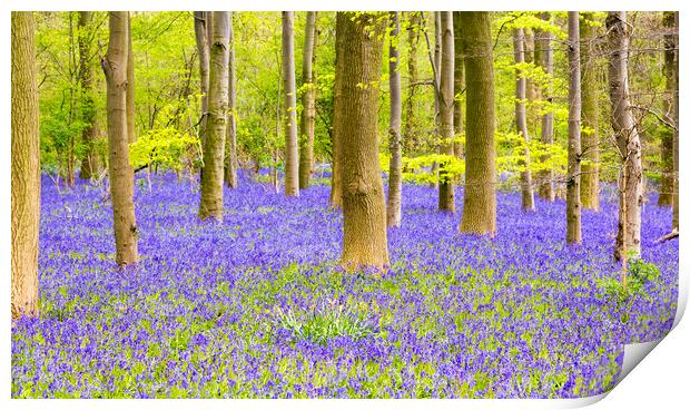 Bluebell Woods - Carpet of Bluebells Print by Dave Carroll