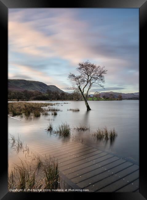 Gale Bay Lone Tree Framed Print by Phil Buckle