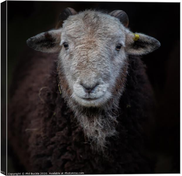 Young Herdwick ram Canvas Print by Phil Buckle