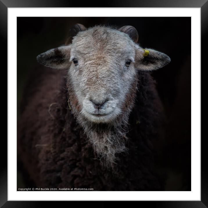 Young Herdwick ram Framed Mounted Print by Phil Buckle