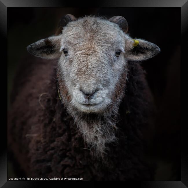 Young Herdwick ram Framed Print by Phil Buckle
