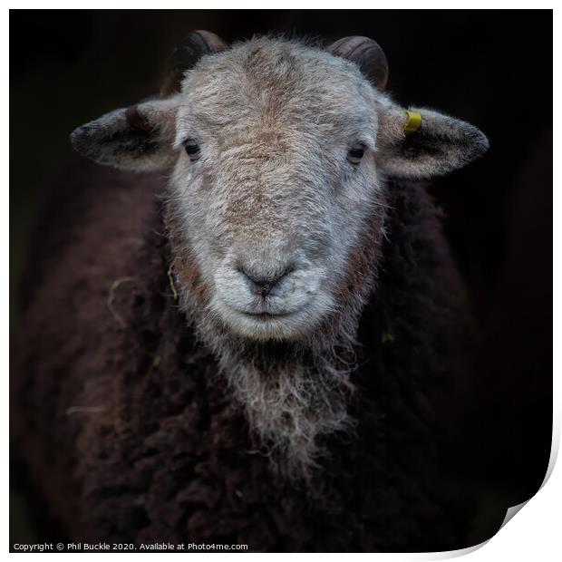 Young Herdwick ram Print by Phil Buckle