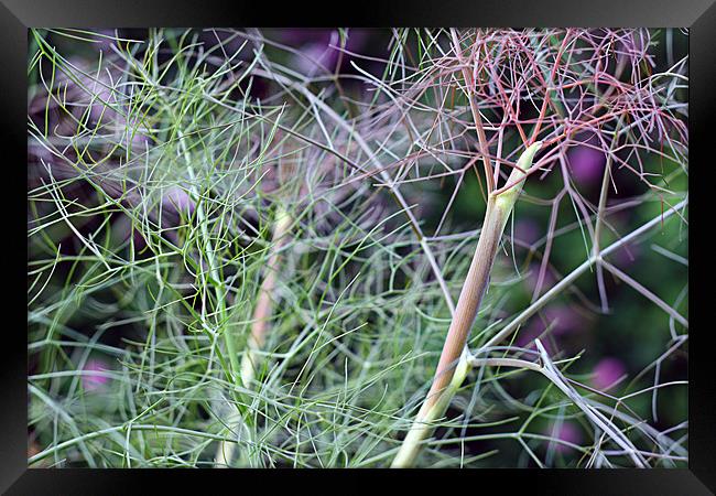 Power in Nature Framed Print by Dave Livsey