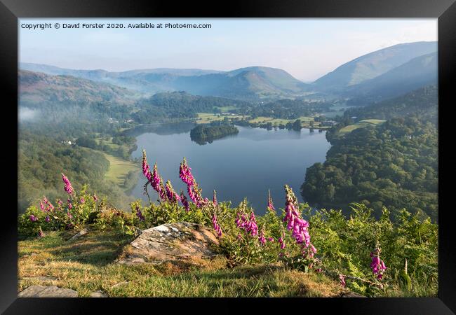 Foxglove Flowers and Grasmere Viwed from Loughrigg Fell on a Mis Framed Print by David Forster