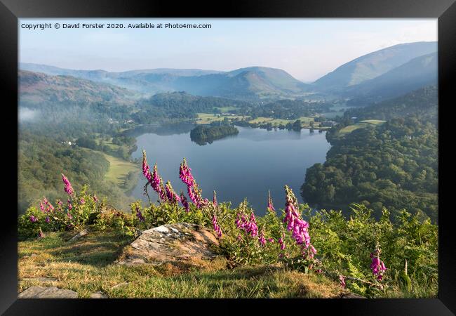 Foxglove Flowers and Grasmere Lake District, Cumbria, UK Framed Print by David Forster
