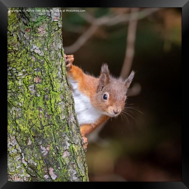 Peek a boo Framed Print by Marcia Reay