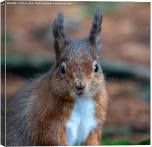 A close up of a red squirrel Canvas Print by Marcia Reay