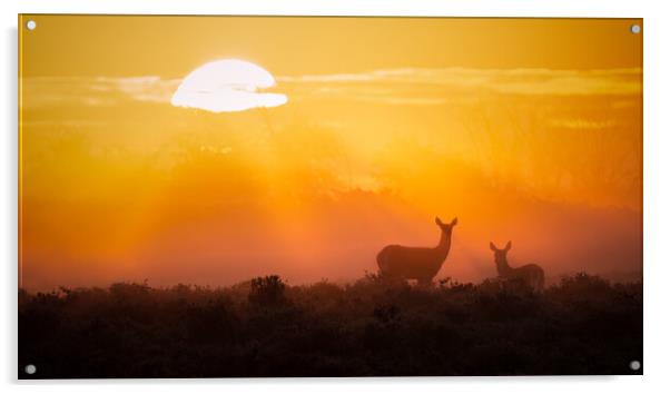 Rising Sun Acrylic by Daniel Farrington