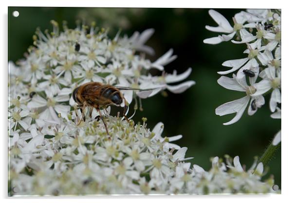 Bee and Bugs Acrylic by Karen Martin