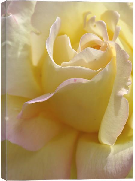 Pale Yellow Rose Canvas Print by Karen Martin