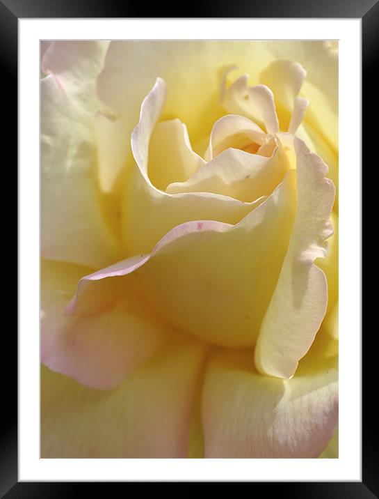 Pale Yellow Rose Framed Mounted Print by Karen Martin