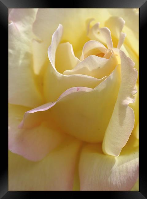 Pale Yellow Rose Framed Print by Karen Martin