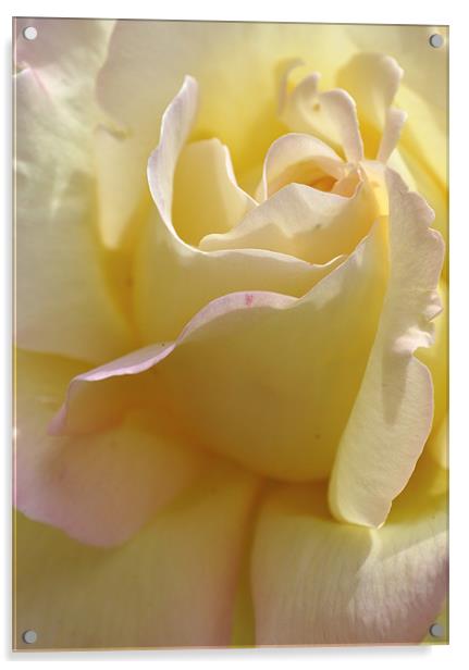 Pale Yellow Rose Acrylic by Karen Martin