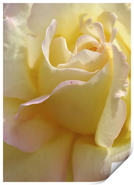 Pale Yellow Rose Print by Karen Martin