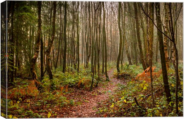 Woodland Path Canvas Print by David Hare