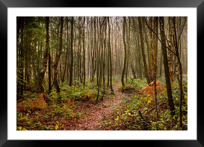 Woodland Path Framed Mounted Print by David Hare