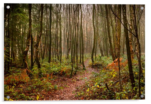 Woodland Path Acrylic by David Hare